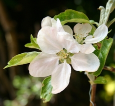 Apfelbaumblüte-3.jpg